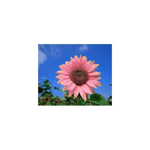 Bright Pink Sunflower Seeds for Planting [neera-v5-263ff29fd26446b8bbdc]