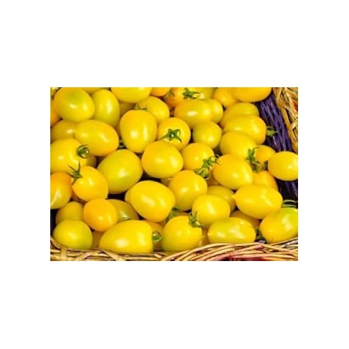 Yellow Tomato Seeds for Planting [neera-v5-2643eee6d11fabcd6cec]