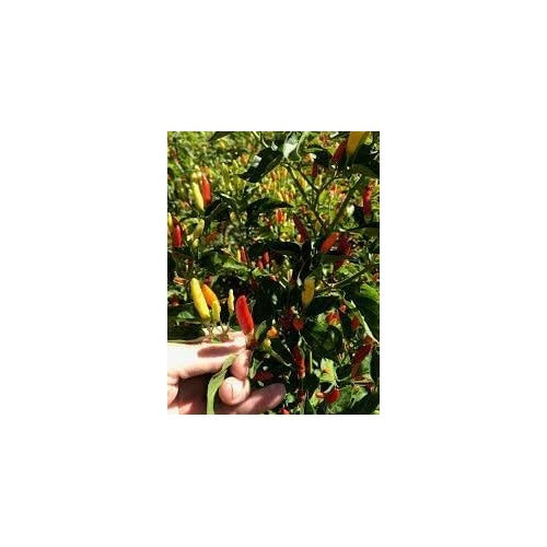 Pepper Vegetable Seeds for Planting [neera-v5-265bfe2dffd552e14fe2]