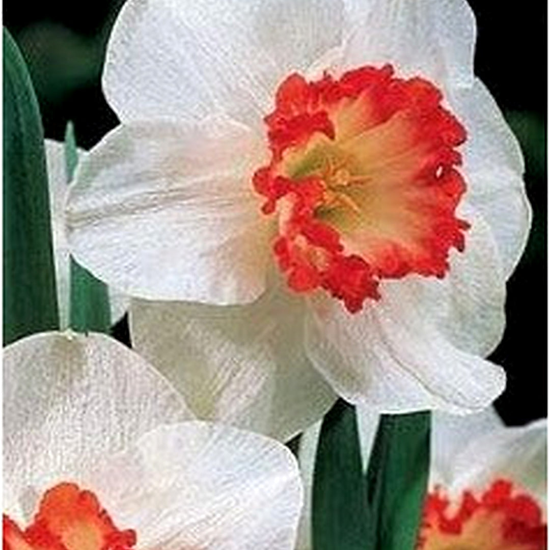 White Red Double Narcissus Flower Seeds [neera-v5-2662a9dceee423f38576]