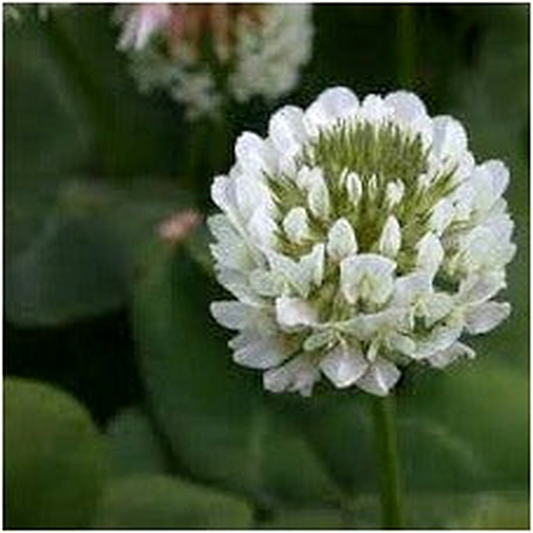 Dutch Flower Seeds for Planting [neera-v5-266555bd8439a41e2390]
