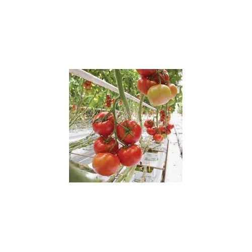Greenhouse Winter Tomato Seeds [neera-v5-267c0de0d777ddc0fc9f]