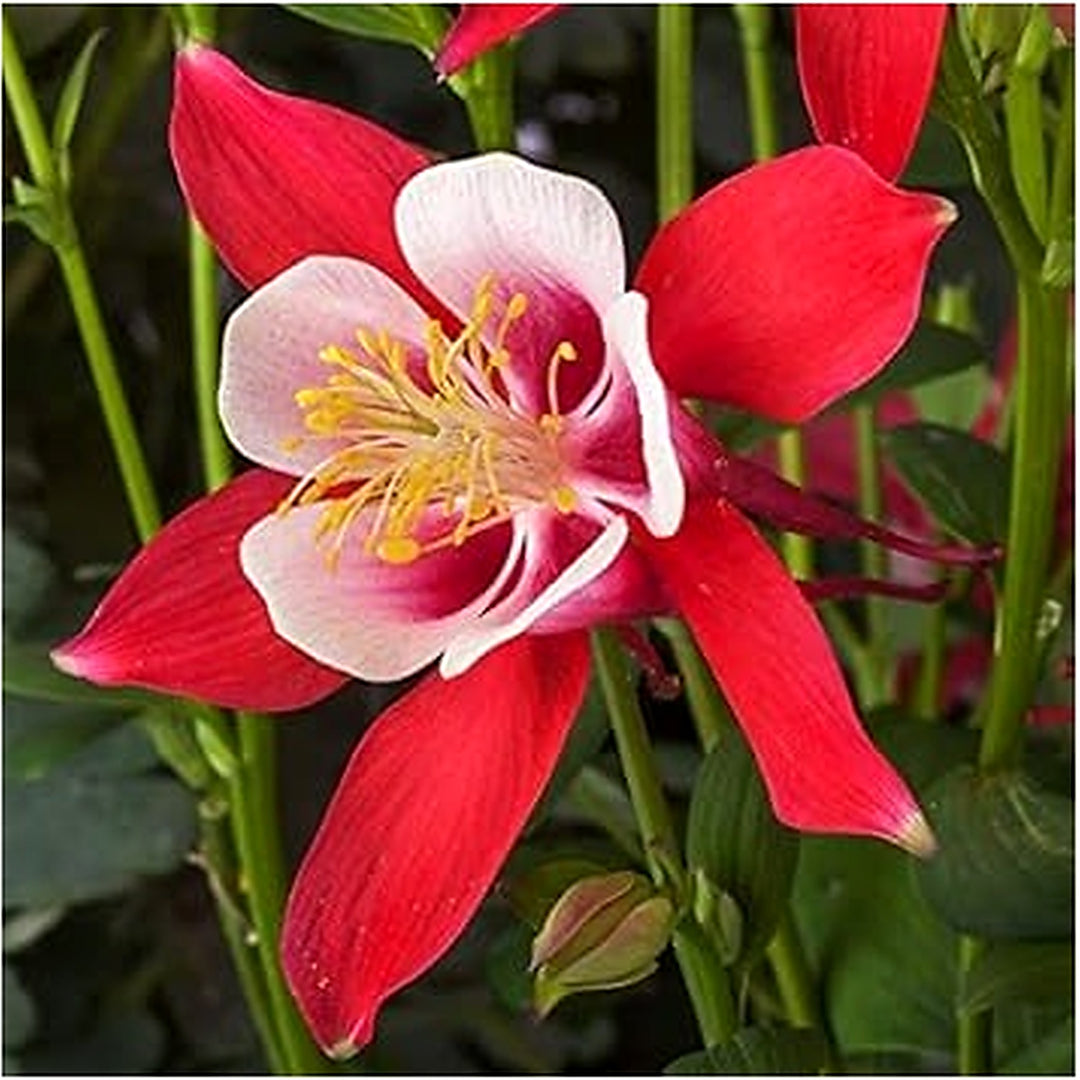 White &amp; Red Aquilegia Heirloom Non-GMO Seeds for Planting [neera-v5-268494e7ebf1a54f6b35]
