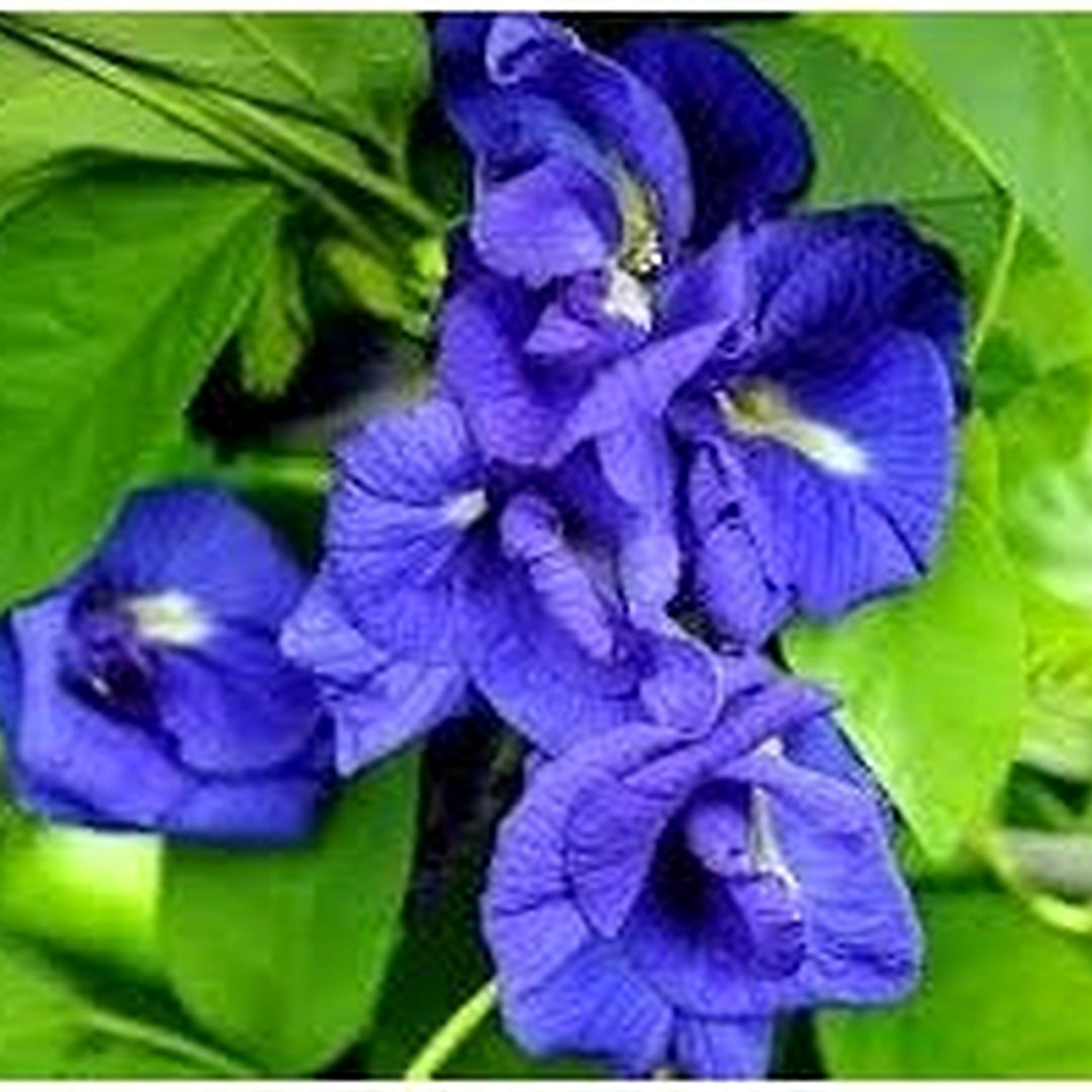 Heirloom Non-GMO Clitoria Ternatea Flower Seeds for Planting [neera-v5-2686b57bf9df65279fae]