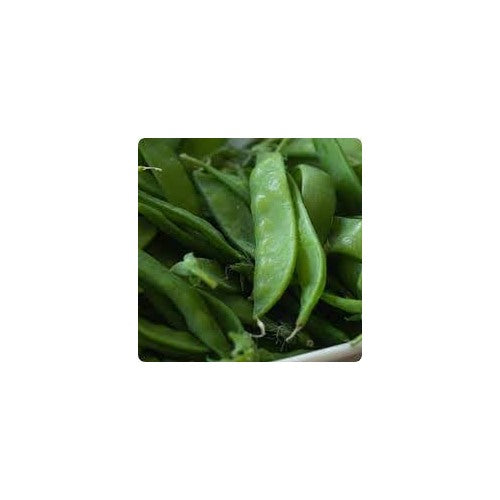 Oregon Sugar Pod II Pea Seeds for Planting [neera-v5-268935815755cdda6a3e]