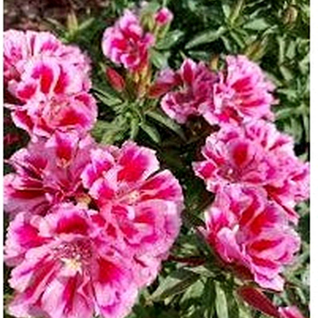 Monarch Mix Godetia grandiflora Flower Seeds for Planting [neera-v5-269e57b62443c8489281]