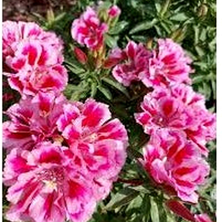 Monarch Mix Godetia grandiflora Flower Seeds for Planting [neera-v5-269e57b62443c8489281]