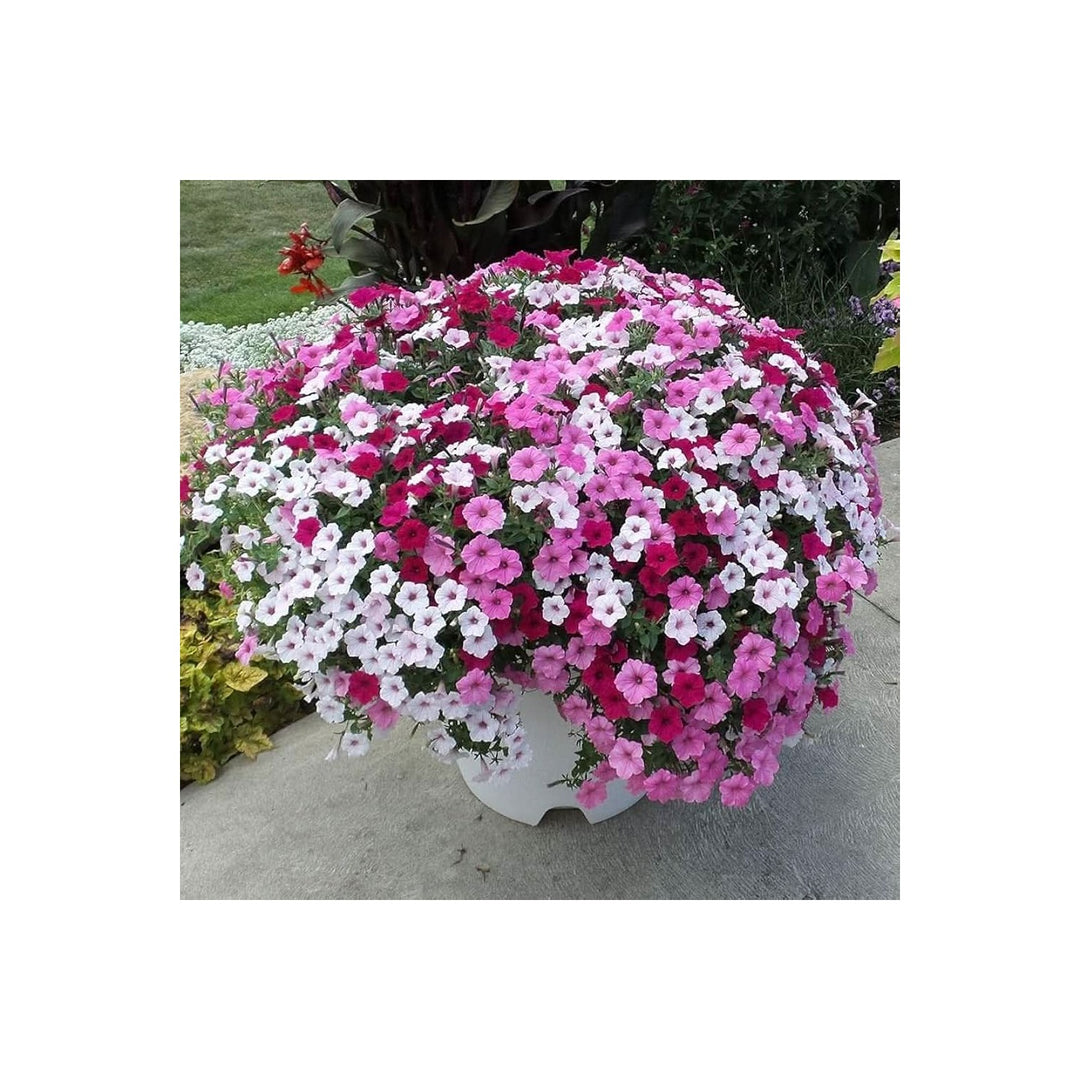 Petunia Shock Wave Amp Mix Petunia Hybrida Annual Flower For Hanging Baskets And Home Garden Flower [neera-v5-269fb5774a822e0f6d5b]