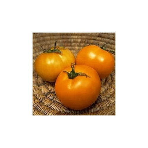 Yellow Orange Tomato Seeds for Planting [neera-v5-26aed67411b20ca17f1e]