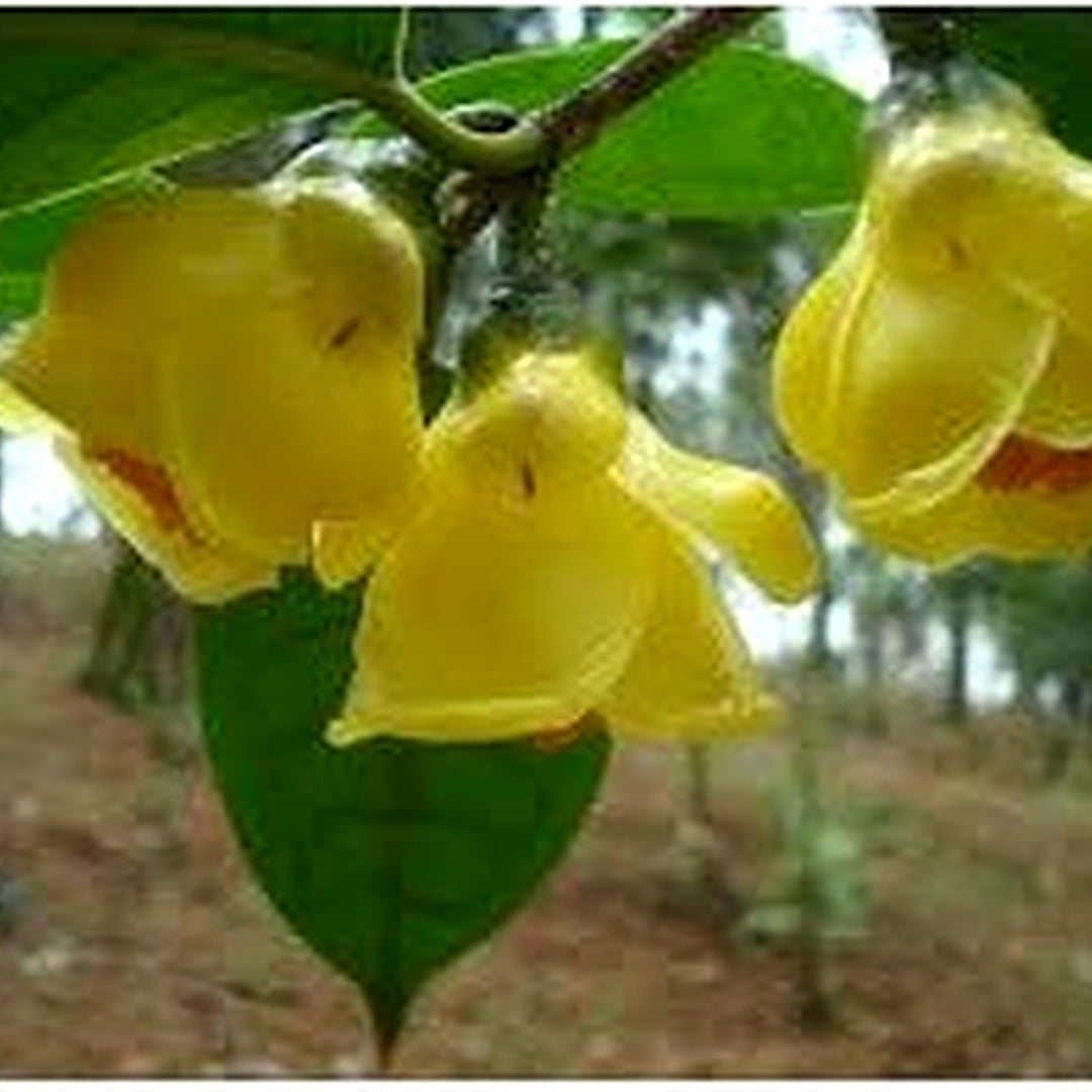 Golden Camellia Flower Seeds for Planting [neera-v5-26b075e290c7ab1098df]