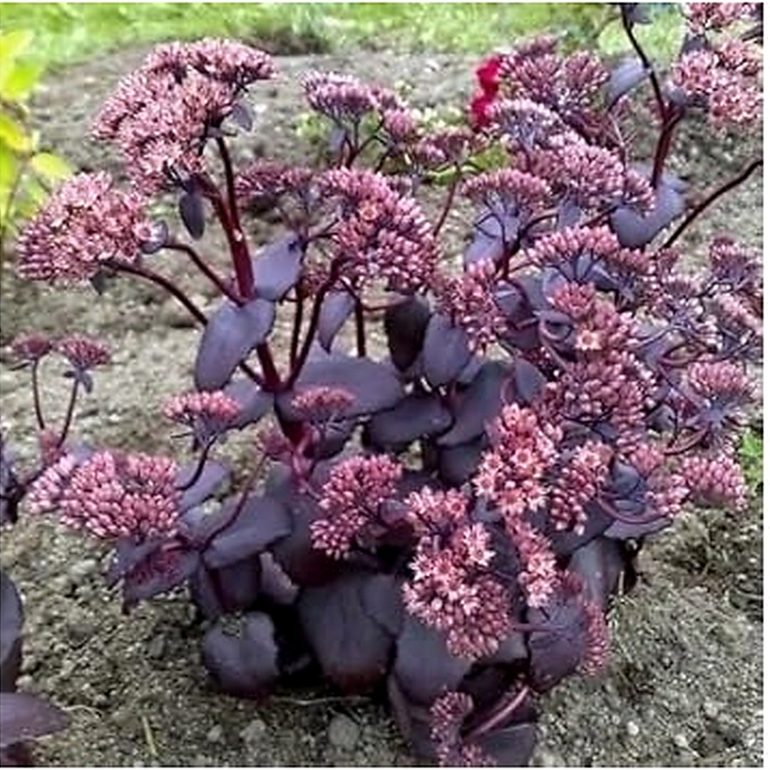 Pink Sedum Telephium Plant Seeds for Planting [neera-v5-26b8bd03df5e16b43cc8]