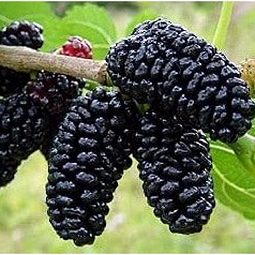 Rare Mulberry Plant Seeds [neera-v5-26c005fab9a5e61d8c37]
