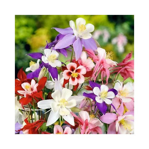 Columbine Mckana Giants Perennial Flower Mixed Colors Heirloom Non Gmo Perennial Pollinator [neera-v5-26c3dc843bb5b7a2a990]