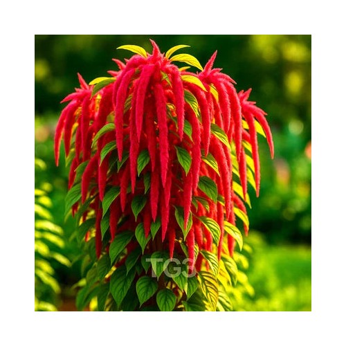 Amaranth Love Lies Bleeding Draping Tassel Flowers Free Ship Heirloom Non Gmo Flower Seeds Home [neera-v5-26d678e1991777a28a3c]