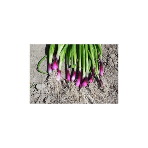Red Bunching Onion Shallot For Mild Fresh Shallots Flower Seeds for Home Garden Planting, for [neera-v5-26fab9699b76f8192e72]