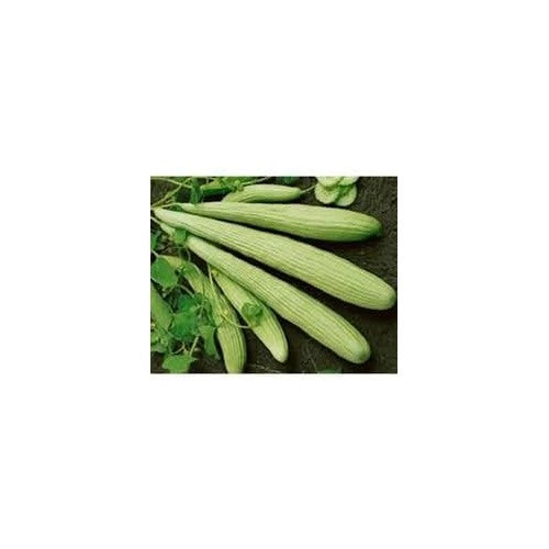 Armenian Cucumber Vegetable Seeds for Planting [neera-v5-2708a0a5d366e65cff55]