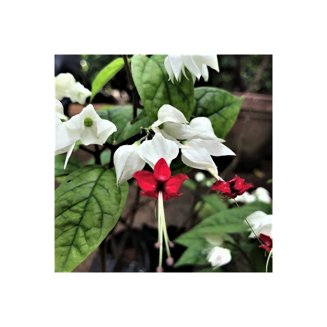 Clerodendrum Flower Heirloom Non Gmo Tropical Garden Blooms Vibrant Planting Flower Seeds [neera-v5-270da8a5317d8a29fc85]
