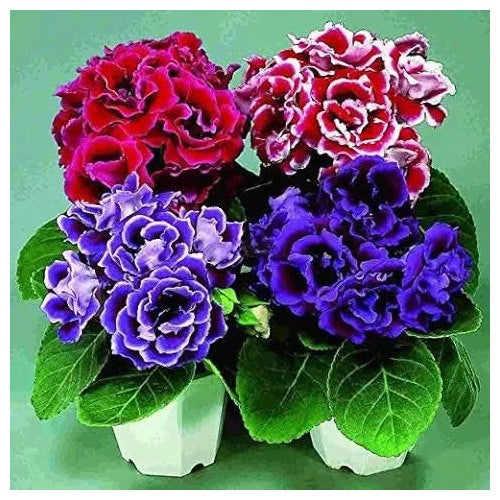 Gloxinia Flower For Home Garden Bonsai Flower Seeds for Home Garden Planting, Decorative Organic [neera-v5-27194bd6b6a50b4ac958]
