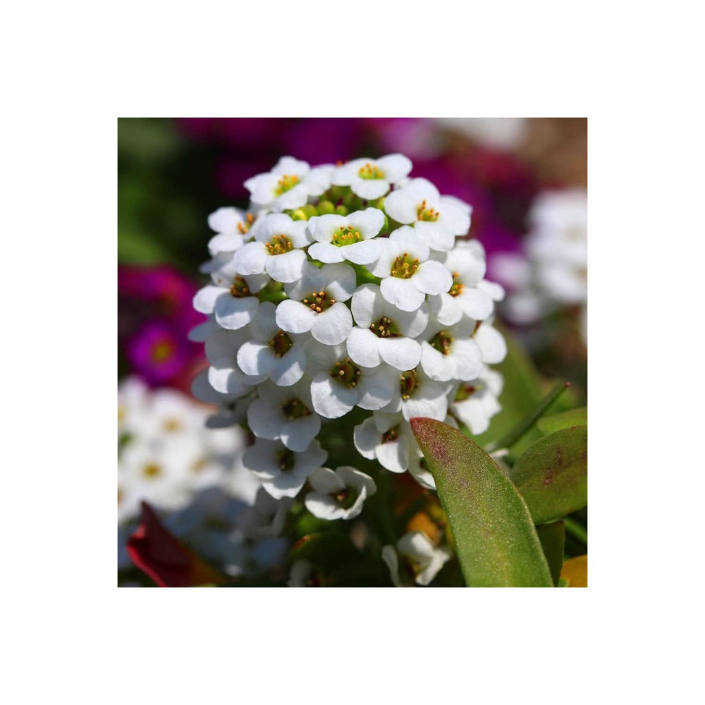 Lobularia Maritima Sweet Alyssum Flower For Home Garden Container Edges Flower Seeds for Home [neera-v5-27357c168cf5058f6516]