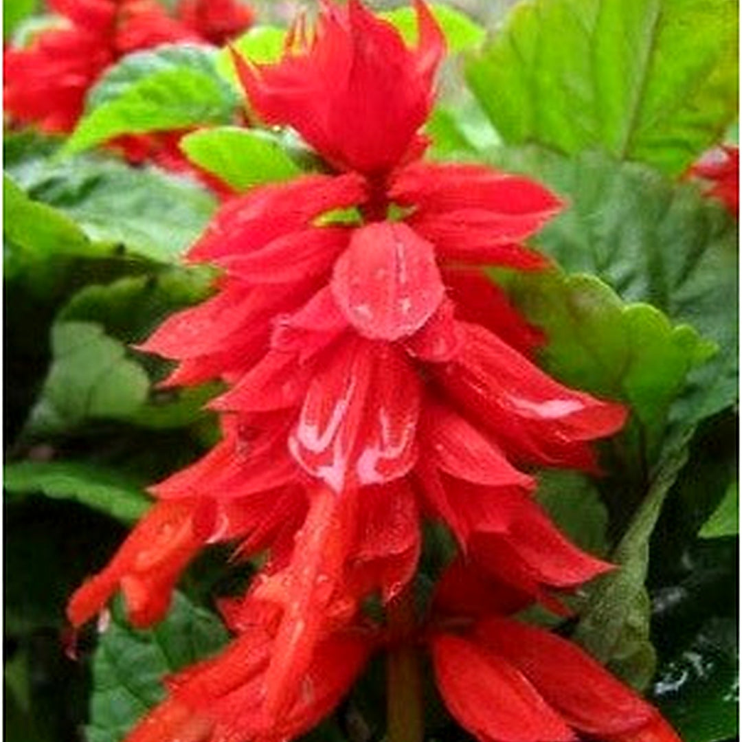Red Green Salvia Improved Mojave Bright Easy Grow Flower Deep Broad Leaf Heirloom Non Gmo Flower [neera-v5-274efc997f6c4ee50ea7]
