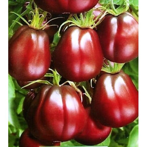 Truffle Black Tomato Vegetable Seeds for Planting [neera-v5-274fa44e1548b66e80c0]