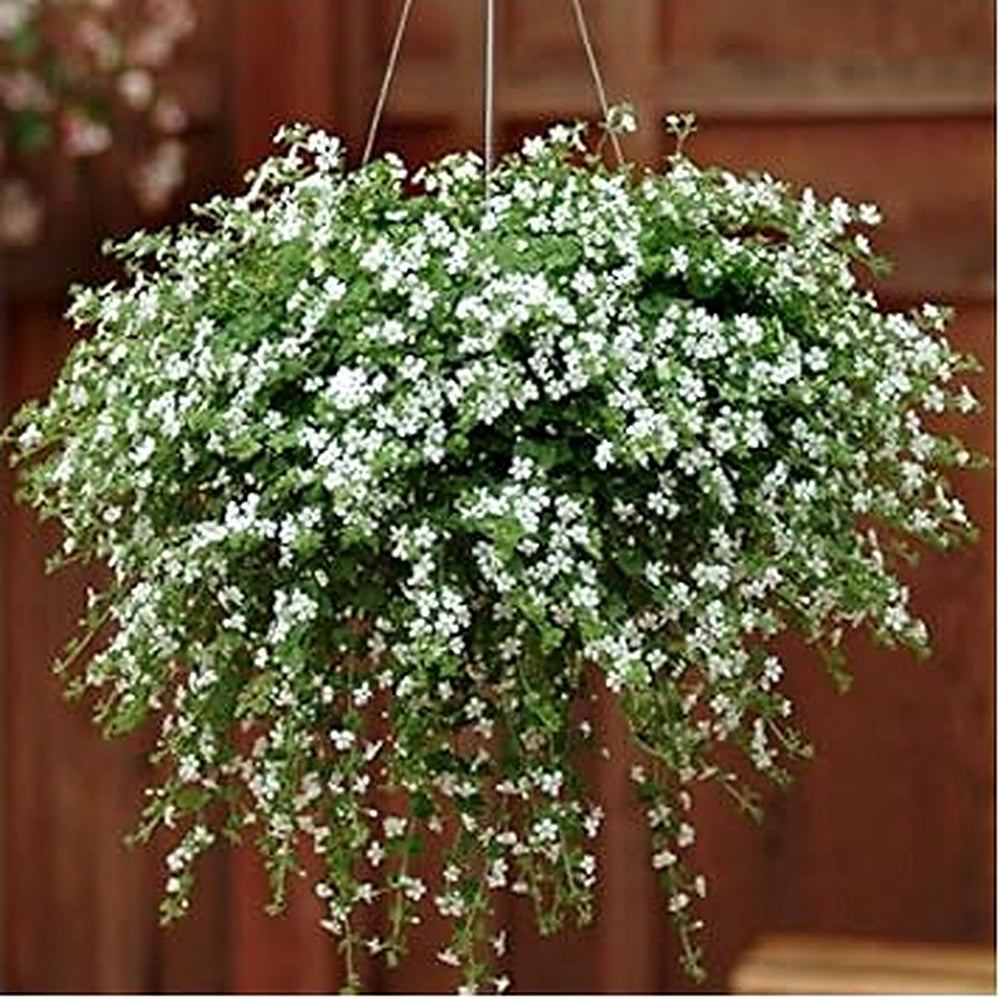 Heirloom Non-GMO White Snowtopia Flower Seeds for Elegant Garden Borders and Winter Planting [neera-v5-27502419a3beb0439f31]