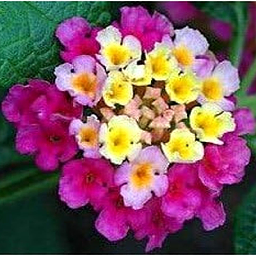 Feston Purple Yellow Rose Flower Seeds [neera-v5-2760854358dbfdef5960]