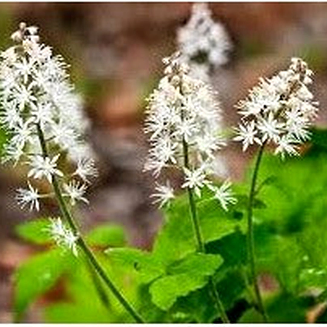 White Tiarella Trifoliata Flower For Planting Flower Seeds for Home Garden Planting, Vibrant [neera-v5-27621f70f0cca3f5d261]
