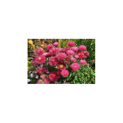 Organic Heirloom Dark Pink Aster Flower Seeds for Planting [neera-v5-27647ff3f5eb6735eb6f]