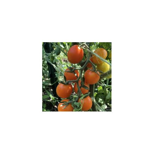 Sweet Tomato Seeds for Planting [neera-v5-276c9847850213f45c75]
