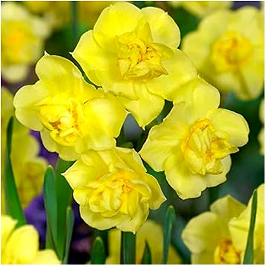Yellow Double Petal Narcissus Daffodil Flower Seeds for Planting [neera-v5-277060914c4ec956aa95]