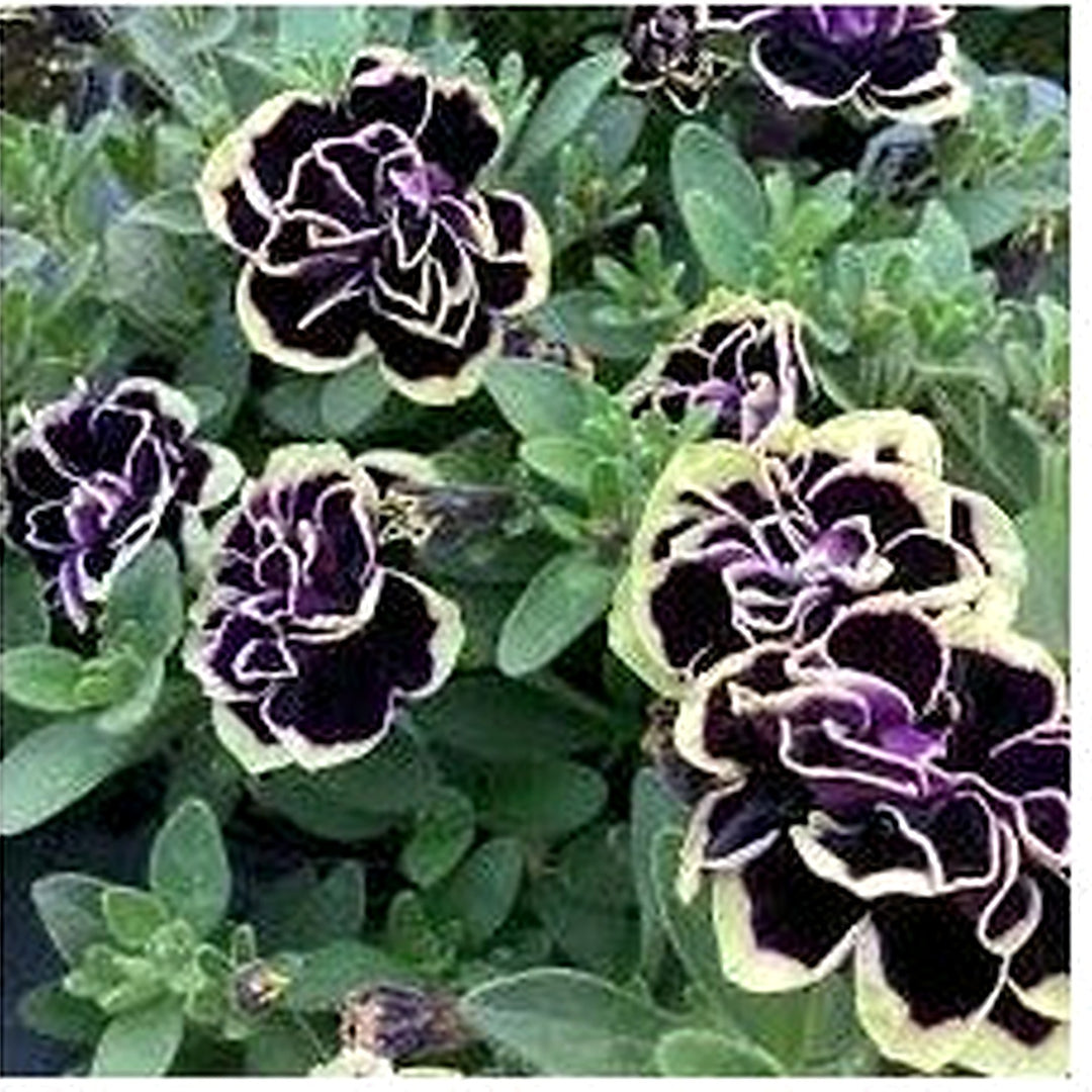 Petunia Merlin Morn Pink Seeds for Planting [neera-v5-27761f5c07e282c2144f]