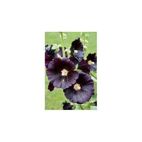 Organic Hollyhock Flower Seeds for Planting [neera-v5-2777e048c6fb94605305]
