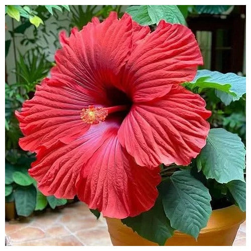 Red Giant Hibiscus Flower Outdoor Bonsai Plant Flower Seeds for Home Garden Planting, Vibrant [neera-v5-27841661d3f26504e4ff]