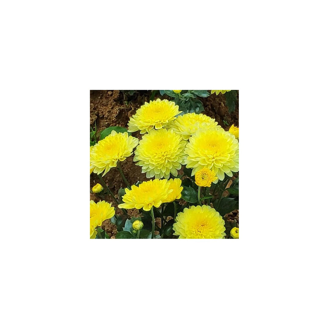 Yellow Heirloom Non Gmo Edgeworthia Flower For Planting Fragrant Winter Blooms Flower Seeds for [neera-v5-2787cecd5dbe98866499]