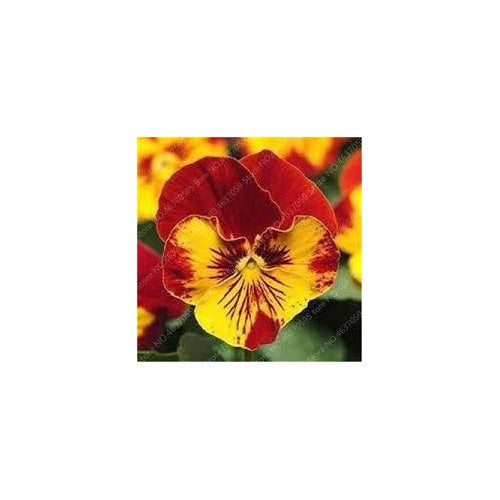 Heirloom Non-GMO Yellow Red Pansy Flower Seeds for Planting [neera-v5-278d7144eb3a188bc95c]