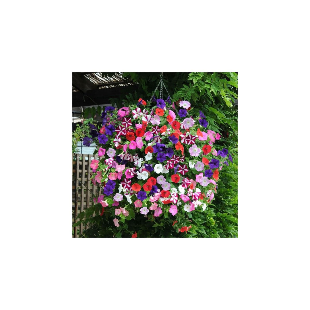 Petunia Mix Polycroma Flower Hybrid Petunia Flower Seeds for Home Garden Planting, Fragrant Organic [neera-v5-279c304cbb3626d80833]