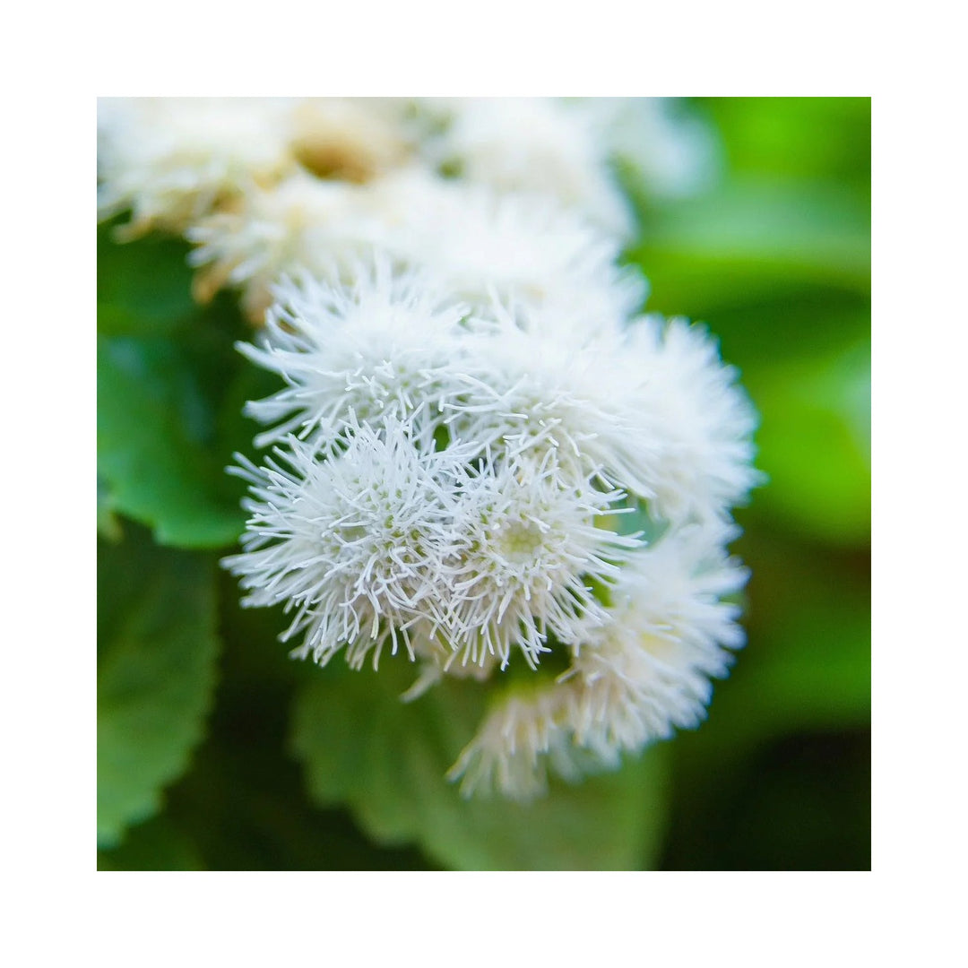 White Ageratum Ball Flower For Planting Heirloom Non Gmo Garden Flower Seeds for Home Garden [neera-v5-27a59bc9c9ee63603cc7]
