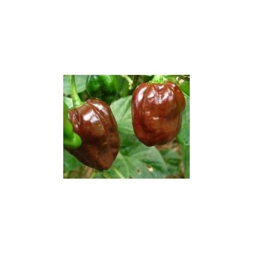 Chocolate Moruga Scorpion Pepper Seeds for Planting [neera-v5-27b32cd26132c8429b4e]