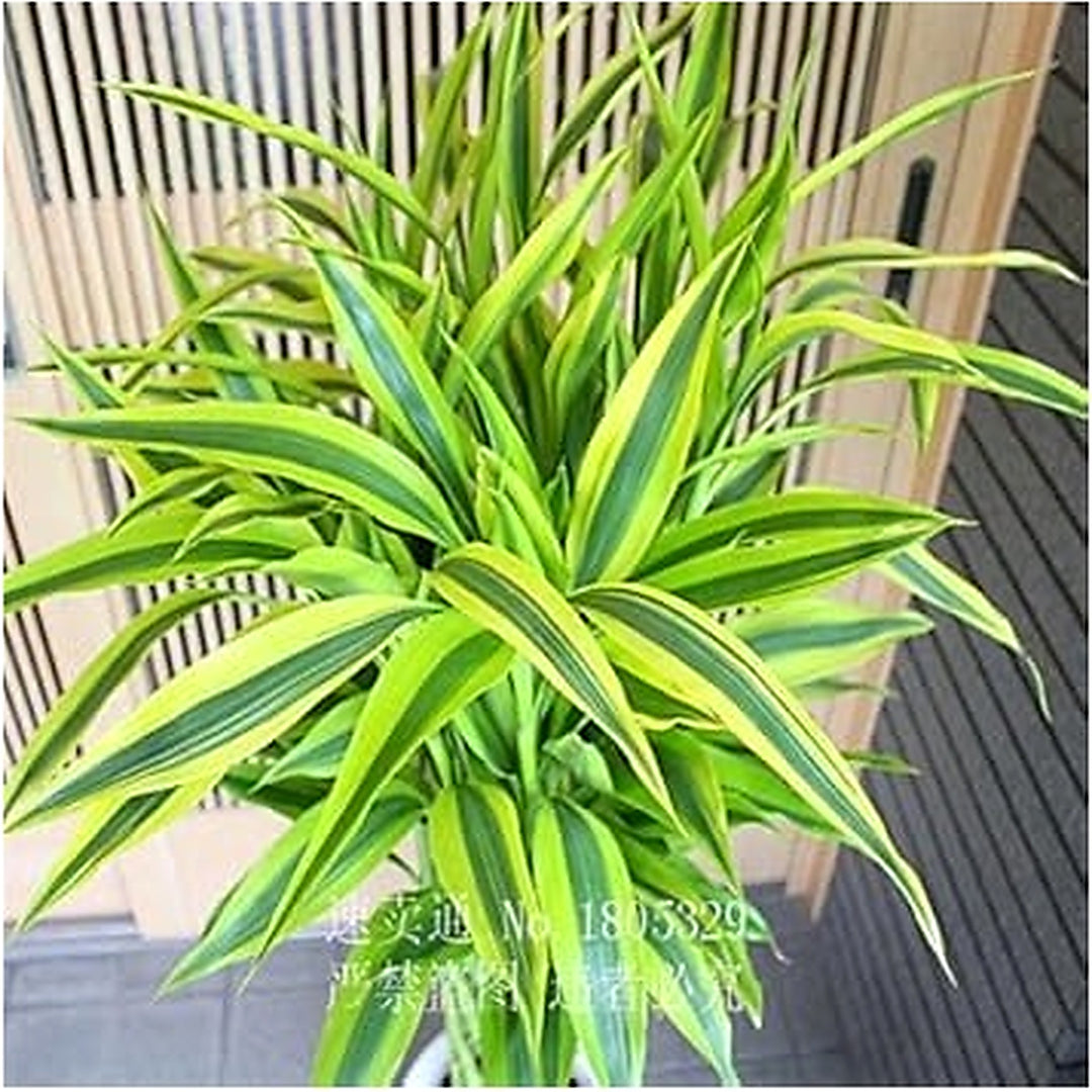 Green Dracaena Fargans Plant Seeds for Planting [neera-v5-27e7b8e3cf030a87c515]