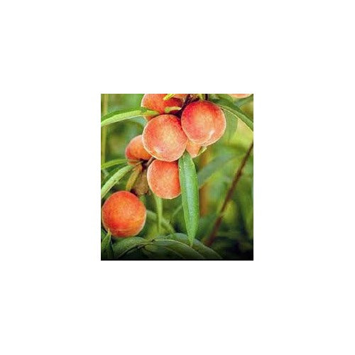 Georgia Belle Peach Seeds for Planting [neera-v5-27e7ba110be61a2242cc]