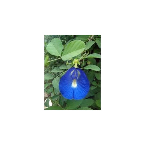 Pea Flower Seeds for Planting [neera-v5-27f693264899705a35a6]