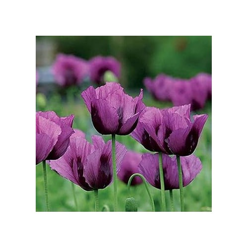 Heirloom Non-GMO Purple Eschscholtzia Flower Seeds for Planting [neera-v5-280c5de6b4756c7b835a]