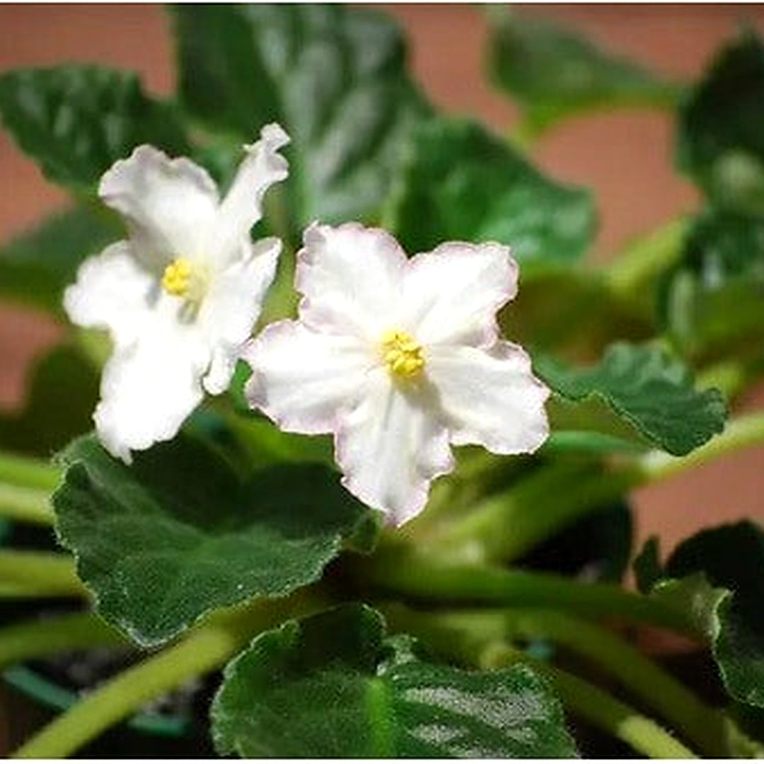 White Saintpaulia For Planting Flower Seeds for Home Garden Planting, Landscape Organic Blooming [neera-v5-280f9805bb7002686363]