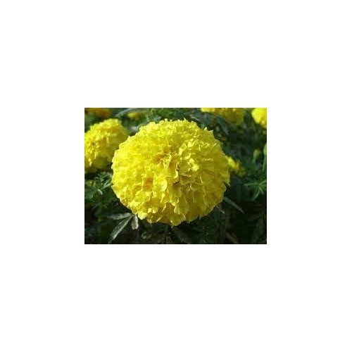 Heirloom Non-GMO Marigold Flower Seeds for Garden Planting [neera-v5-281f95a559969680ddde]
