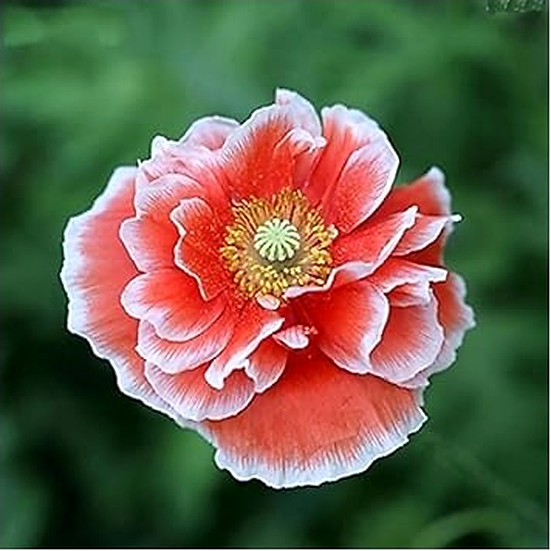 Organic Heirloom Non-GMO Blue Flower Seeds for Planting [neera-v5-2828830c2735e5ce28e6]