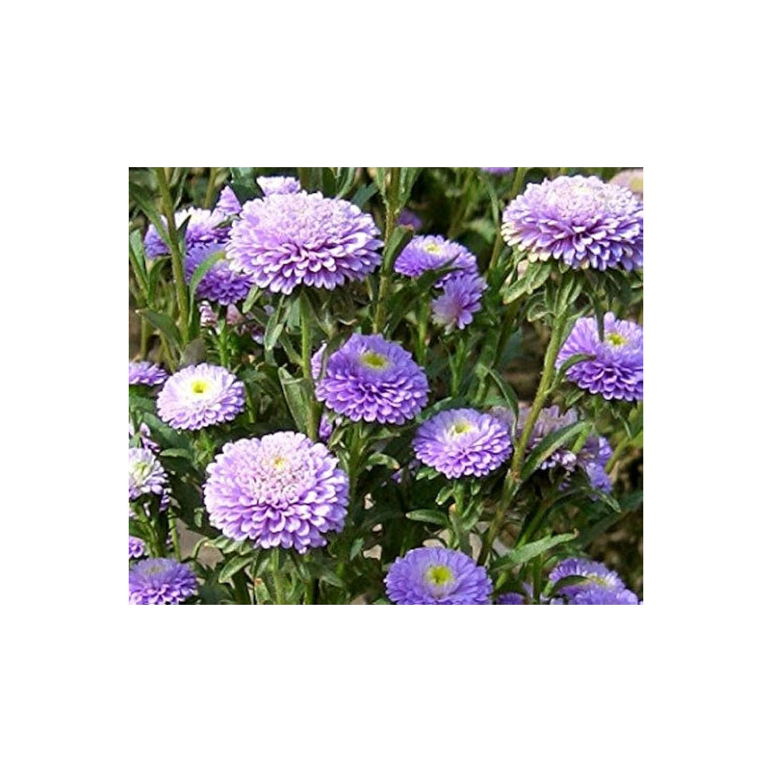 Blue Aster Callistephus Pompon Light Callistephus Chinensis Flower For Pots And Decorative Planting [neera-v5-28312a9a619654496a19]