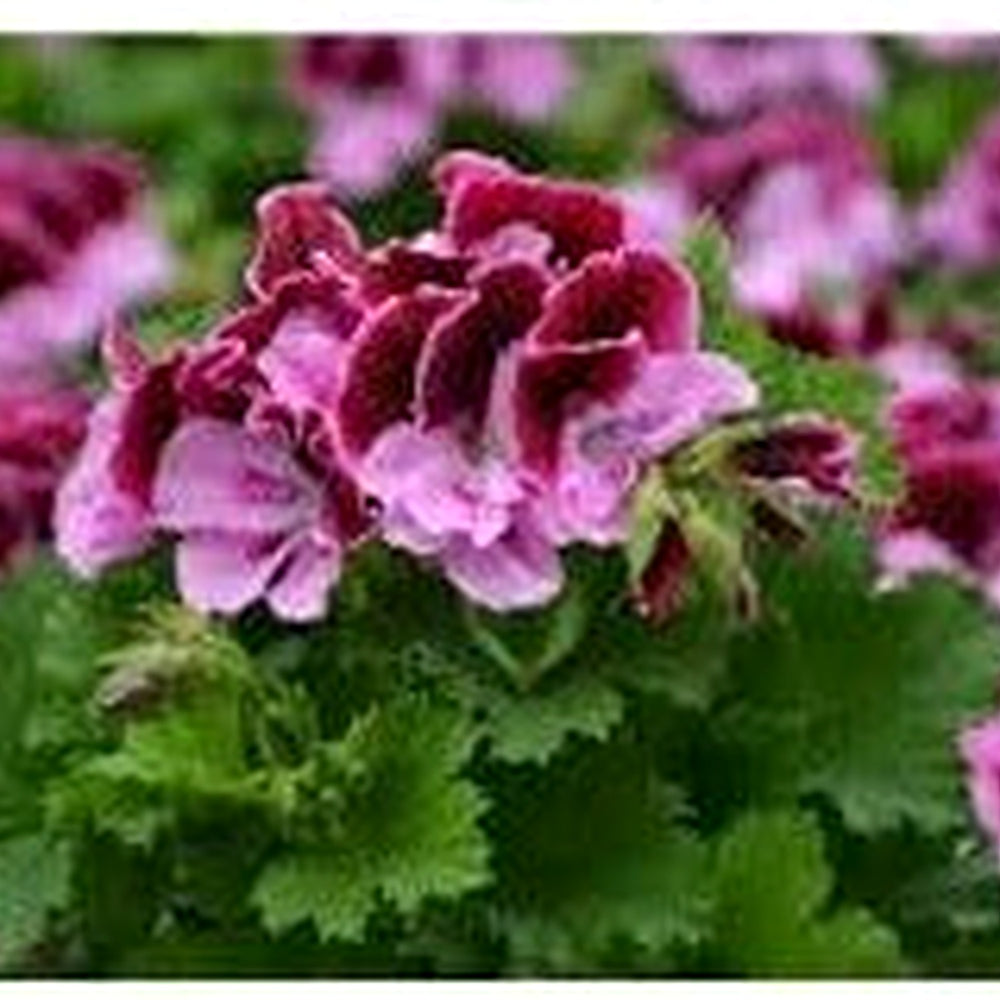 Vibrant Purple & Pink Geranium Flower Seeds for Planting [neera-v5-283496f95013778bef70]