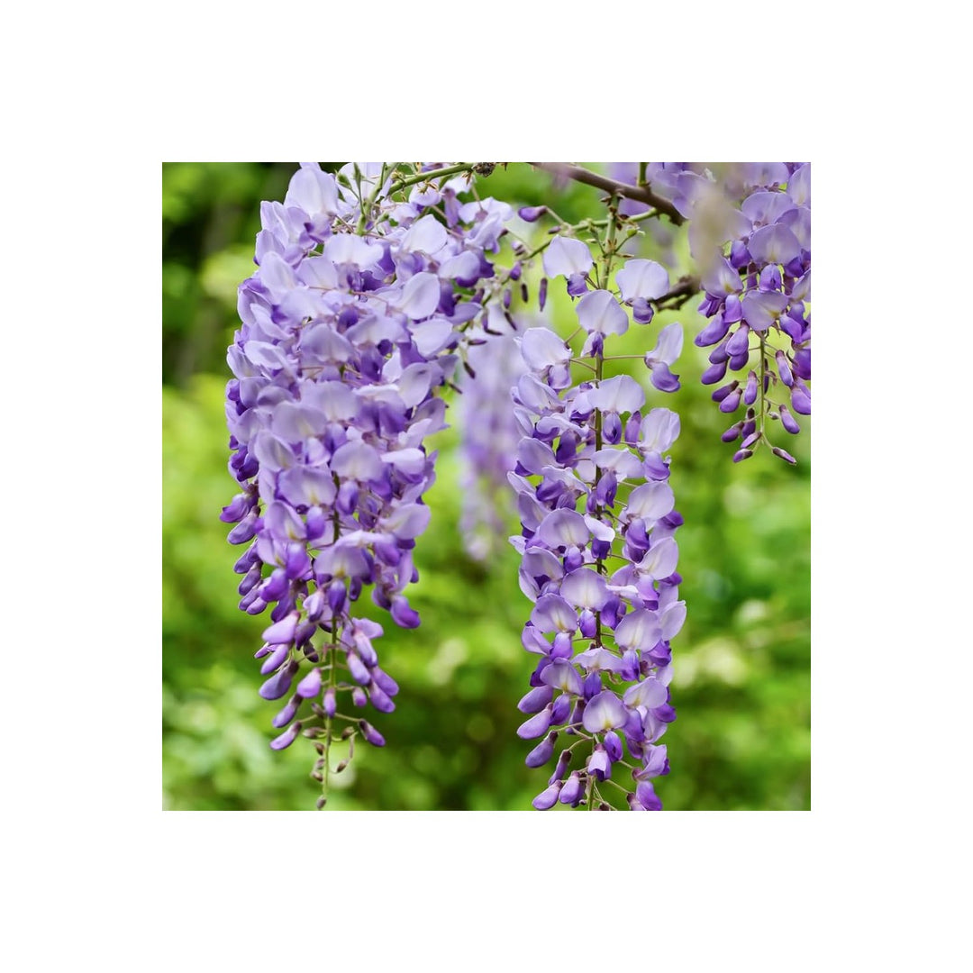 Heirloom Non Gmo Wisteria Flower For Planting Fragrant Cascading Garden Vines Flower Seeds for Home [neera-v5-2836f0a4243c40f3fdc8]