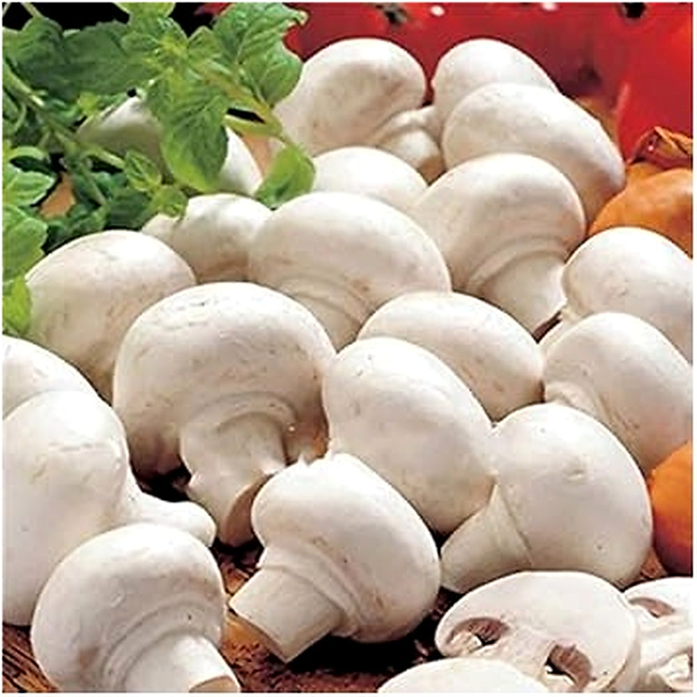 White Mushroom Seeds for Planting [neera-v5-283ba88836d567507cec]